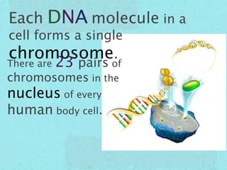 Each DNA molecule in a
cell forms a single
chromosome.
There are   23 pairs of
chromosomes in the
nucleus of every
human body cell.
 