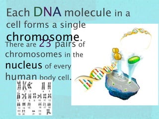 Each DNA molecule in a
cell forms a single
chromosome.
There are   23 pairs of
chromosomes in the
nucleus of every
human body cell.
 