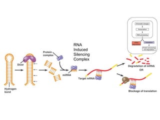 RNA
Induced
Silencing
Complex
 