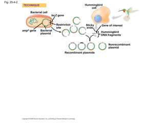 Fig. 20-4-2
Bacterial cell
Bacterial
plasmid
lacZ gene
Hummingbird
cell
Gene of interest
Hummingbird
DNA fragments
Restriction
site
Sticky
ends
ampR
gene
TECHNIQUE
Recombinant plasmids
Nonrecombinant
plasmid
 