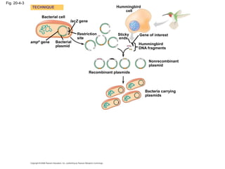 Fig. 20-4-3
Bacterial cell
Bacterial
plasmid
lacZ gene
Hummingbird
cell
Gene of interest
Hummingbird
DNA fragments
Restriction
site
Sticky
ends
ampR
gene
TECHNIQUE
Recombinant plasmids
Nonrecombinant
plasmid
Bacteria carrying
plasmids
 