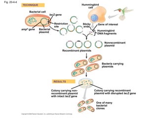 Fig. 20-4-4
Bacterial cell
Bacterial
plasmid
lacZ gene
Hummingbird
cell
Gene of interest
Hummingbird
DNA fragments
Restriction
site
Sticky
ends
ampR
gene
TECHNIQUE
Recombinant plasmids
Nonrecombinant
plasmid
Bacteria carrying
plasmids
RESULTS
Colony carrying non-
recombinant plasmid
with intact lacZ gene
One of many
bacterial
clones
Colony carrying recombinant
plasmid with disrupted lacZ gene
 