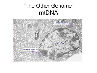 “The Other Genome”
mtDNA
 