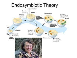 Endosymbiotic Theory
 