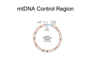 mtDNA Control Region
 
