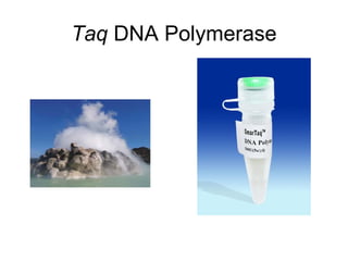 Taq DNA Polymerase
 
