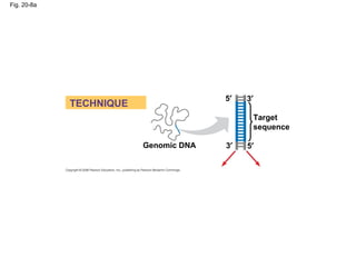 Fig. 20-8a
5′
Genomic DNA
TECHNIQUE
Target
sequence
3′
3′ 5′
 