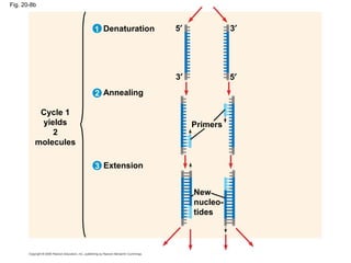 Fig. 20-8b
Cycle 1
yields
2
molecules
Denaturation
Annealing
Extension
Primers
New
nucleo-
tides
3′ 5′
3
2
5′ 3′1
 
