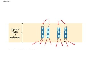 Fig. 20-8c
Cycle 2
yields
4
molecules
 