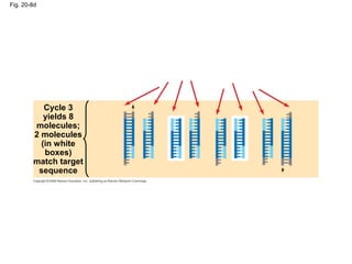 Fig. 20-8d
Cycle 3
yields 8
molecules;
2 molecules
(in white
boxes)
match target
sequence
 