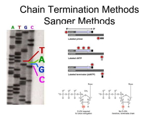 Chain Termination Methods
Sanger Methods
 