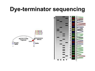 Dye-terminator sequencing
 