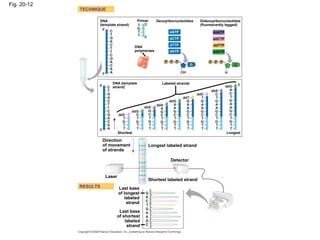 Fig. 20-12
DNA
(template strand)
TECHNIQUE
RESULTS
DNA (template
strand)
DNA
polymerase
Primer Deoxyribonucleotides
Shortest
Dideoxyribonucleotides
(fluorescently tagged)
Labeled strands
Longest
Shortest labeled strand
Longest labeled strand
Laser
Direction
of movement
of strands
Detector
Last base
of longest
labeled
strand
Last base
of shortest
labeled
strand
dATP
dCTP
dTTP
dGTP
ddATP
ddCTP
ddTTP
ddGTP
 
