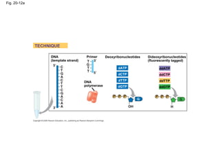Fig. 20-12a
DNA
(template strand)
TECHNIQUE
DNA
polymerase
Primer Deoxyribonucleotides Dideoxyribonucleotides
(fluorescently tagged)
dATP
dCTP
dTTP
dGTP
ddATP
ddCTP
ddTTP
ddGTP
 