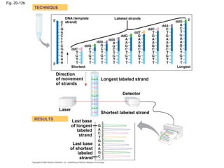 Fig. 20-12b
TECHNIQUE
RESULTS
DNA (template
strand)
Shortest
Labeled strands
Longest
Shortest labeled strand
Longest labeled strand
Laser
Direction
of movement
of strands
Detector
Last base
of longest
labeled
strand
Last base
of shortest
labeled
strand
 