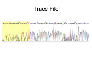 Trace File
 
