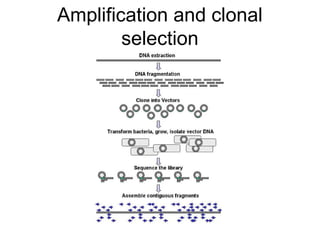 Amplification and clonal
selection
 