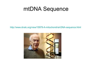 mtDNA Sequence
http://www.dnalc.org/view/15979-A-mitochondrial-DNA-sequence.html
 