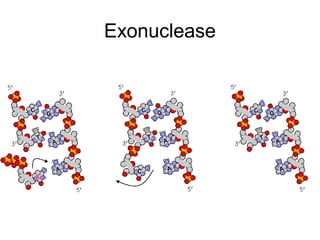 Exonuclease
 