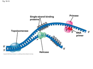 Fig. 16-13
Topoisomerase
Helicase
PrimaseSingle-strand binding
proteins
RNA
primer
5′
5′
5′ 3′
3′
3′
 