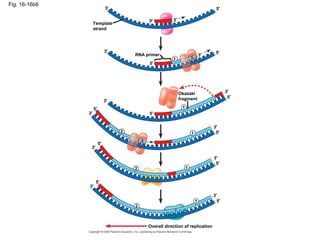 Fig. 16-16b6
Template
strand
5′
5′3′
3′
RNA primer 3′
5′
5′
3′
1
1
3′
3′
5′
5′
Okazaki
fragment
12
3′
3′
5′
5′
12
3′
3′
5′
5′
1
2
5′
5′
3′
3′
Overall direction of replication
 