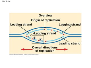 Fig. 16-16a
Overview
Origin of replication
Leading strand
Leading strand
Lagging strand
Lagging strand
Overall directions
of replication
1
2
 