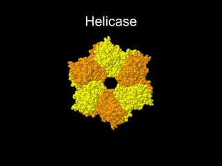 Helicase
 