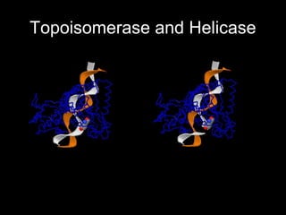 Topoisomerase and Helicase
 