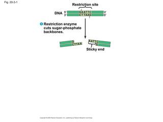 Fig. 20-3-1
Restriction site
DNA
Sticky end
Restriction enzyme
cuts sugar-phosphate
backbones.
5′
3′
3′
5′
1
 
