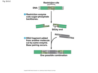 Fig. 20-3-2
Restriction site
DNA
Sticky end
Restriction enzyme
cuts sugar-phosphate
backbones.
5′
3′
3′
5′
1
DNA fragment added
from another molecule
cut by same enzyme.
Base pairing occurs.
2
One possible combination
 