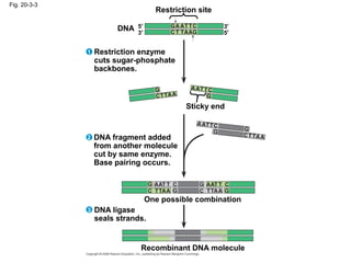 Fig. 20-3-3
Restriction site
DNA
Sticky end
Restriction enzyme
cuts sugar-phosphate
backbones.
5′
3′
3′
5′
1
One possible combination
Recombinant DNA molecule
DNA ligase
seals strands.
3
DNA fragment added
from another molecule
cut by same enzyme.
Base pairing occurs.
2
 