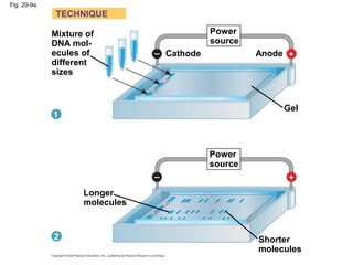 Fig. 20-9a
Mixture of
DNA mol-
ecules of
different
sizes
Power
source
Longer
molecules
Shorter
molecules
Gel
AnodeCathode
TECHNIQUE
1
2
Power
source
– +
+–
 