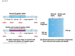 Fig. 20-10
Normal
allele
Sickle-cell
allele
Large
fragment
(b) Electrophoresis of restriction fragments
from normal and sickle-cell alleles
201 bp
175 bp
376 bp
(a) DdeI restriction sites in normal and
sickle-cell alleles of β-globin gene
Normal β-globin allele
Sickle-cell mutant β-globin allele
DdeI
Large fragment
Large fragment
376 bp
201 bp175 bp
DdeIDdeI
DdeI DdeI DdeI DdeI
 