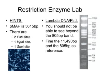 Restriction Enzyme Lab
• HINTS:
• pMAP is 5615bp
• There are
– 2 PstI sites.
– 1 HpaI site.
– 1 SspI site
• Lambda DNA/PstI:
• You should not be
able to see beyond
the 805bp band.
• Fine the 11,490bp
and the 805bp as
reference.
 