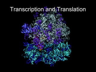 Transcription and Translation
 