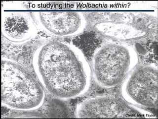 To studying theTo studying the Wolbachia within?Wolbachia within?
Credit: Mark Taylor
 
