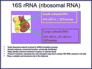 16S rRNA (ribosomal RNA)16S rRNA (ribosomal RNA)
 Small ribosomal subunit involved in mRNA translation processSmall ribosomal subunit involved in mRNA translation process
 Ancient molecule, conserved function, universally distributedAncient molecule, conserved function, universally distributed
 Helps identify unknown bacterium to genus or species levelsHelps identify unknown bacterium to genus or species levels
 Present in bacteria; eukaryote has very divergent copy that is named 18S rRNA; present in all cellsPresent in bacteria; eukaryote has very divergent copy that is named 18S rRNA; present in all cells
 Plays a catalytic and structural role in the ribosomePlays a catalytic and structural role in the ribosome
 