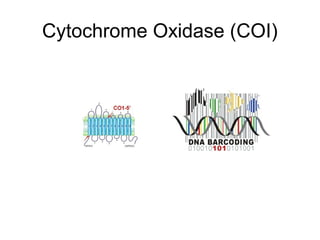 Cytochrome Oxidase (COI)
 