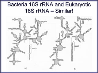 Bacteria 16S rRNA and EukaryoticBacteria 16S rRNA and Eukaryotic
18S rRNA – Similar!18S rRNA – Similar!
 
