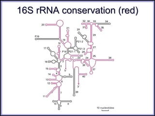 16S rRNA conservation (red)16S rRNA conservation (red)
 