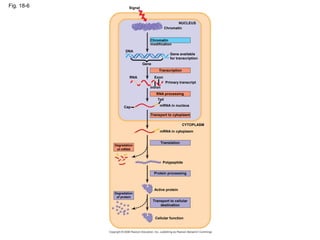 Fig. 18-6
DNA
Signal
Gene
NUCLEUS
Chromatin
modification
Chromatin
Gene available
for transcription
Exon
Intron
Tail
RNA
Cap
RNA processing
Primary transcript
mRNA in nucleus
Transport to cytoplasm
mRNA in cytoplasm
Translation
CYTOPLASM
Degradation
of mRNA
Protein processing
Polypeptide
Active protein
Cellular function
Transport to cellular
destination
Degradation
of protein
Transcription
 