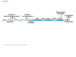 Fig. 18-8-1
Enhancer
(distal control elements)
Proximal
control elements
Poly-A signal
sequence
Termination
region
Downstream
Promoter
Upstream
DNA
ExonExon ExonIntron Intron
 