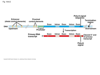Fig. 18-8-2
Enhancer
(distal control elements)
Proximal
control elements
Poly-A signal
sequence
Termination
region
Downstream
Promoter
Upstream
DNA
Exon Exon ExonIntronIntron
Cleaved 3′ end
of primary
transcript
Primary RNA
transcript
Poly-A
signal
Transcription
5′
ExonExon ExonIntron Intron
 