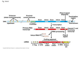 Fig. 18-8-3
Enhancer
(distal control elements)
Proximal
control elements
Poly-A signal
sequence
Termination
region
Downstream
Promoter
Upstream
DNA
ExonExon ExonIntron Intron
Exon Exon ExonIntronIntron
Cleaved 3′ end
of primary
transcript
Primary RNA
transcript
Poly-A
signal
Transcription
5′
RNA processing
Intron RNA
Coding segment
mRNA
5′ Cap 5′ UTR
Start
codon
Stop
codon 3′ UTR Poly-A
tail
3′
 