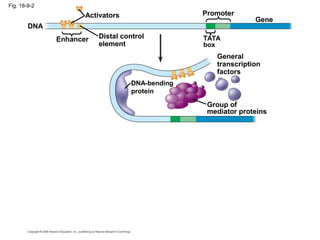 Fig. 18-9-2
Enhancer TATA
box
PromoterActivators
DNA
Gene
Distal control
element
Group of
mediator proteins
DNA-bending
protein
General
transcription
factors
 