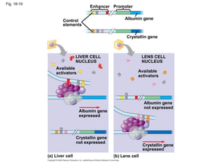 Fig. 18-10
Control
elements
Enhancer
Available
activators
Albumin gene
(b) Lens cell
Crystallin gene
expressed
Available
activators
LENS CELL
NUCLEUS
LIVER CELL
NUCLEUS
Crystallin gene
Promoter
(a) Liver cell
Crystallin gene
not expressed
Albumin gene
expressed
Albumin gene
not expressed
 