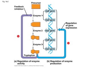 Fig. 18-2
Regulation
of gene
expression
trpE gene
trpD gene
trpC gene
trpB gene
trpA gene
(b) Regulation of enzyme
production
(a) Regulation of enzyme
activity
Enzyme 1
Enzyme 2
Enzyme 3
Tryptophan
Precursor
Feedback
inhibition
 