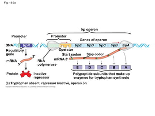 Fig. 18-3a
Polypeptide subunits that make up
enzymes for tryptophan synthesis
(a) Tryptophan absent, repressor inactive, operon on
DNA
mRNA 5′
Protein Inactive
repressor
RNA
polymerase
Regulatory
gene
Promoter Promoter
trp operon
Genes of operon
Operator
Stop codonStart codon
mRNA
trpA
5′
3′
trpR trpE trpD trpC trpB
ABCDE
 