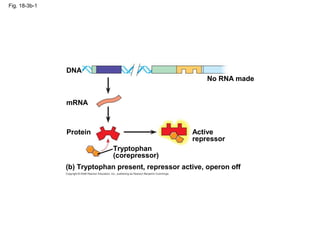 Fig. 18-3b-1
(b) Tryptophan present, repressor active, operon off
Tryptophan
(corepressor)
No RNA made
Active
repressor
mRNA
Protein
DNA
 