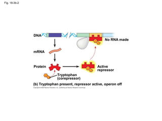 Fig. 18-3b-2
(b) Tryptophan present, repressor active, operon off
Tryptophan
(corepressor)
No RNA made
Active
repressor
mRNA
Protein
DNA
 